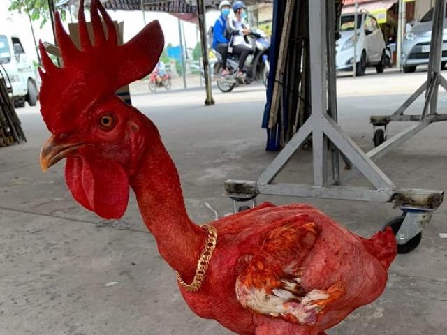 Kì lạ con gà trần trụi, thích ăn sầu riêng, khách trả 50 triệu mà chủ không chịu bán