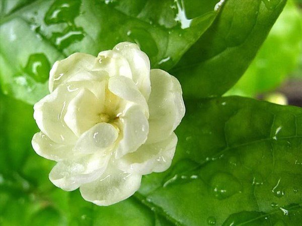 4 loại hoa có mùi thơm nhất, đặt một chậu ở ban công nhà sẽ tỏa hương thoang thoảng - 3