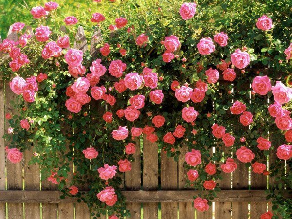 4 loại hoa có mùi thơm nhất, đặt một chậu ở ban công nhà sẽ tỏa hương thoang thoảng - 2