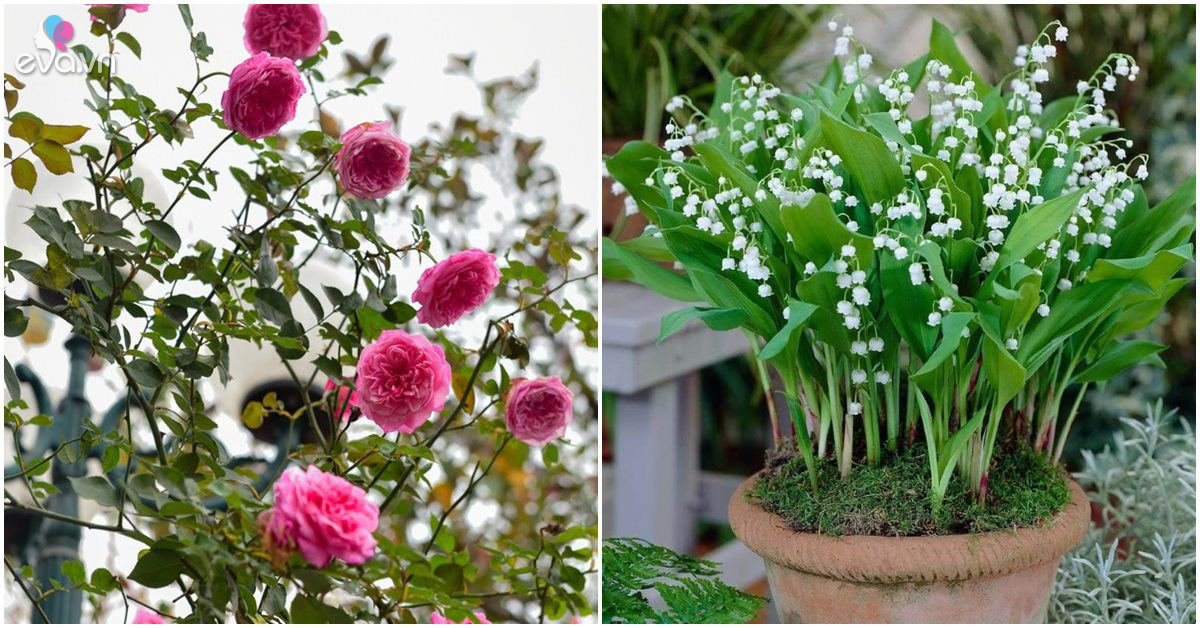 Read more about the article 4 loại hoa có mùi thơm nhất, đặt một chậu ở ban công nhà sẽ tỏa hương thoang thoảng