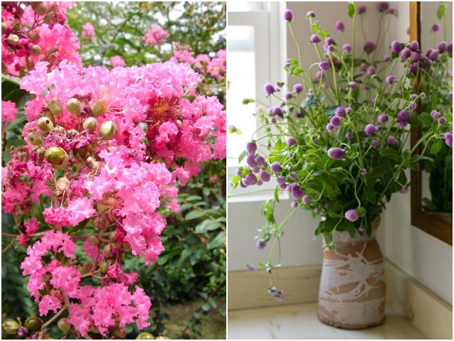 3 loại cây hoa đẹp lạ trồng được tất cả các mùa, người mới tập trồng nên thử vài chậu