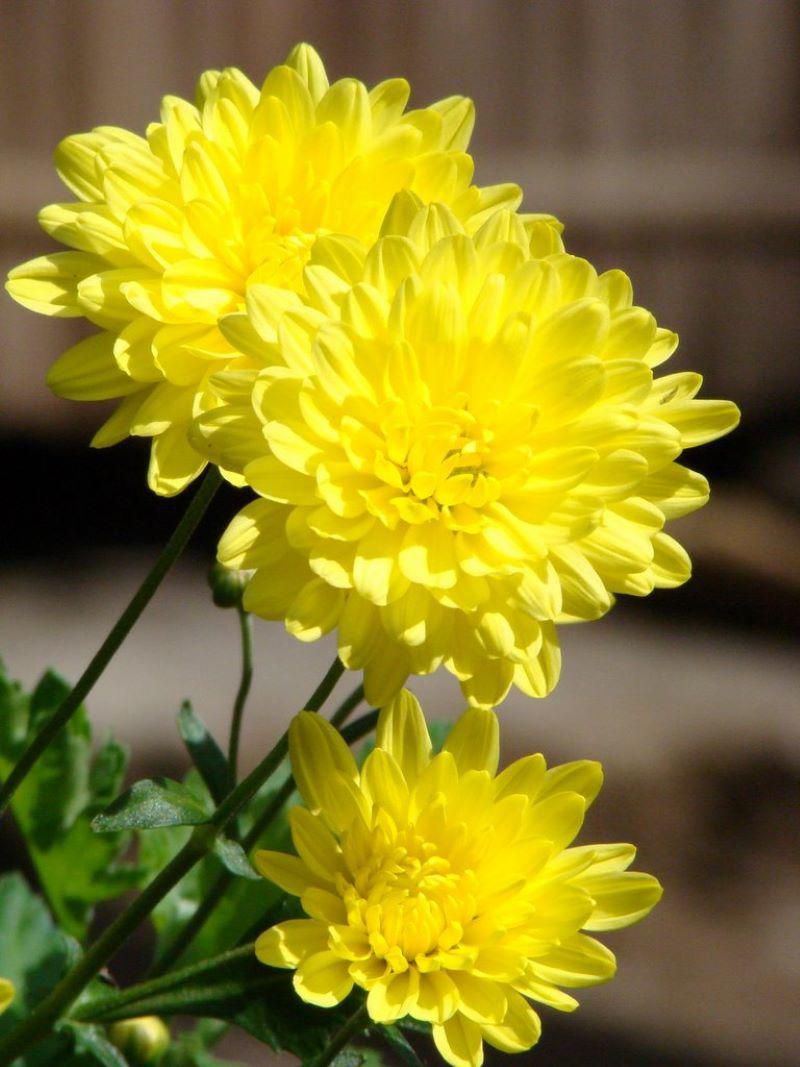 5 loại hoa mang ý nghĩa tài lộc, rằm tháng Chạp nên mua cắm - 1