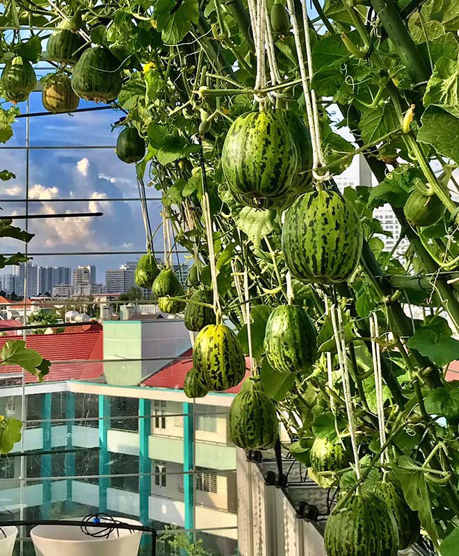 Mẹ đảm Sài Gòn làm vườn sân thượng 80m2 đẹp mỹ mãn, bội thu rau trái khủng, đều tăm tắp - 8