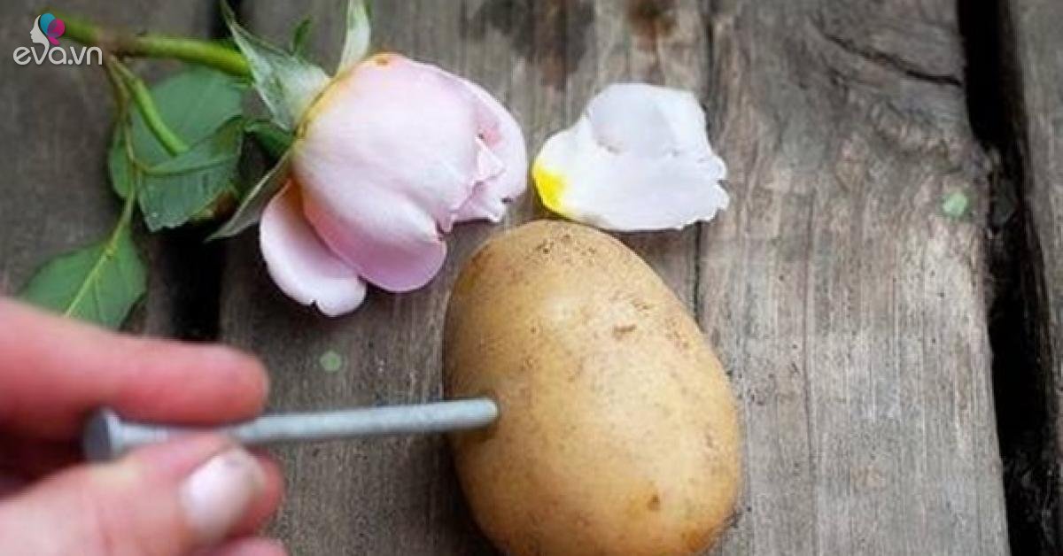 Read more about the article Vỏ khoai tây chứa nhiều vitamin, bỏ 1 nắm vào gốc cây tác dụng tốt hơn phân bón