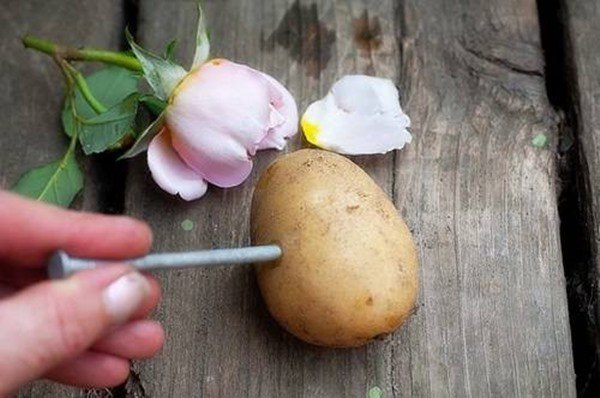 Vỏ khoai tây chứa nhiều vitamin, bỏ 1 nắm vào gốc cây tác dụng tốt hơn phân bón - 3