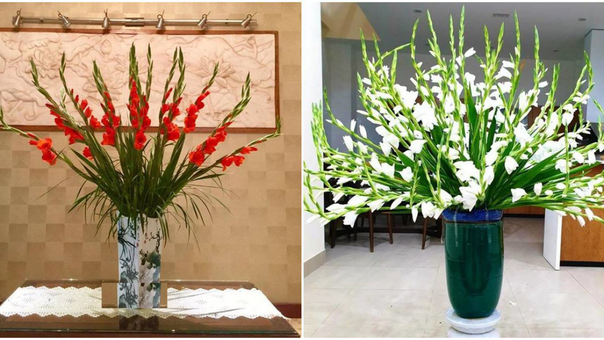 Cách Cắm Hoa Lay Ơn Sang Trọng Trong Phòng Khách, Nở Đẹp, Tươi Lâu Suốt  Chục Ngày Tết