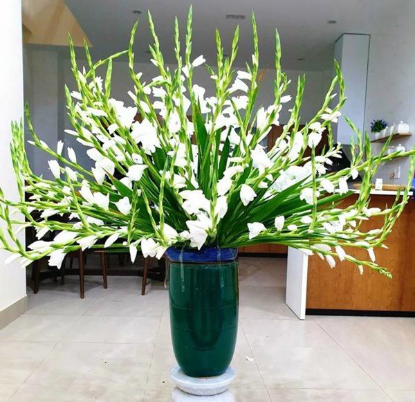 Cách cắm hoa lay ơn sang trọng trong phòng khách, nở đẹp, tươi lâu suốt chục ngày Tết - 3