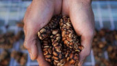 Anh nông dân 'tay ngang' trên đất Tây Nguyên và hành trình làm cà phê chồn
