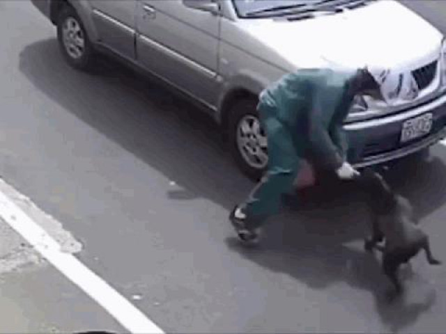 Nam thanh niên bị chó Pitbull tấn công, cắn rách quần giữa phố