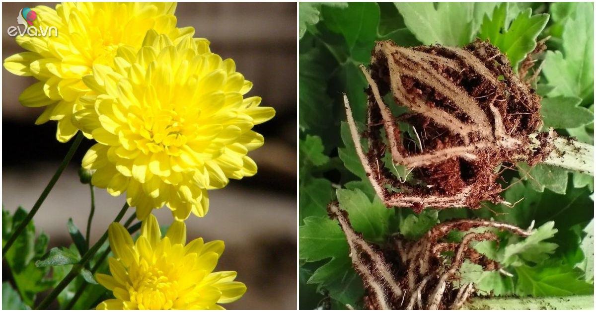 Read more about the article Hoa cúc sau Tết đừng vứt đi phí của, cắt cành ra giâm vài tháng sau có hoa mới