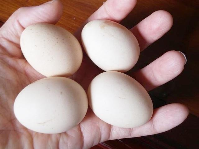 Mua trứng gà nên chọn quả to hay nhỏ? Sự thật bất ngờ ai cũng ngã ngửa