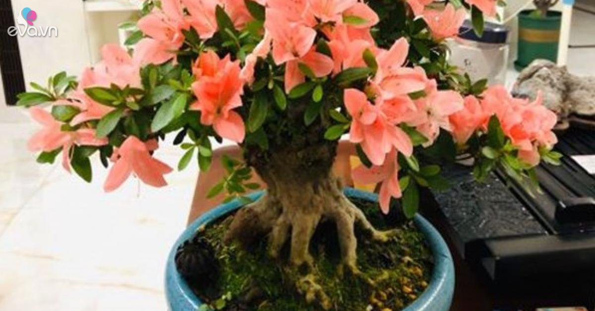 Read more about the article Đầu xuân, học cách bón phân cho cây cảnh đúng cách, giúp cây nở hoa trĩu trịt