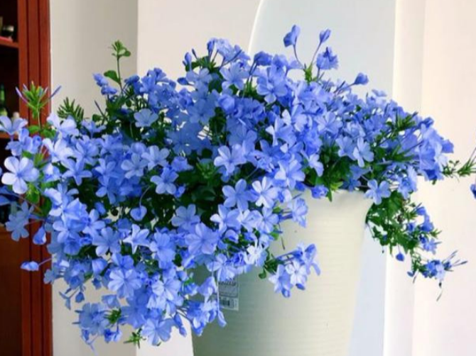 Trồng cây cảnh này, bạn sớm có bức tường hoa xanh ngát, đẹp cực kỳ
