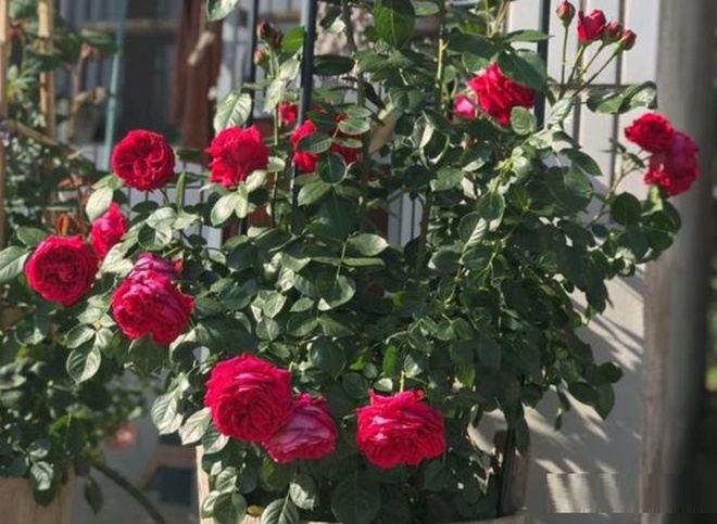 Hoa hồng trồng chậu ngày một cỗi, chỉ cần một mẹo nhỏ rễ khỏe như vâm, nụ nở đẹp - 1