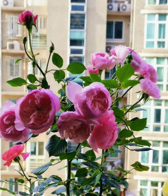 Hoa hồng trồng chậu ngày một cỗi, chỉ cần một mẹo nhỏ rễ khỏe như vâm, nụ nở đẹp - 4