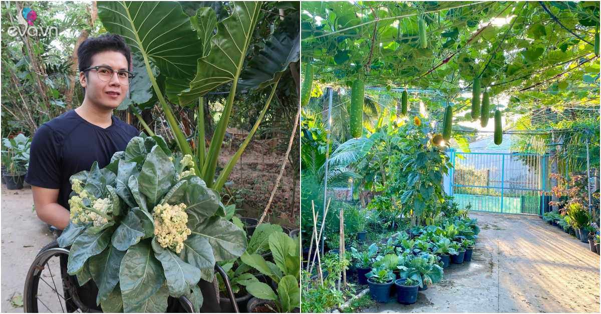 Read more about the article Chàng trai đi xe lăn chăm vườn 60m2, gia đình không cần mua rau, còn dư mang cho hàng xóm