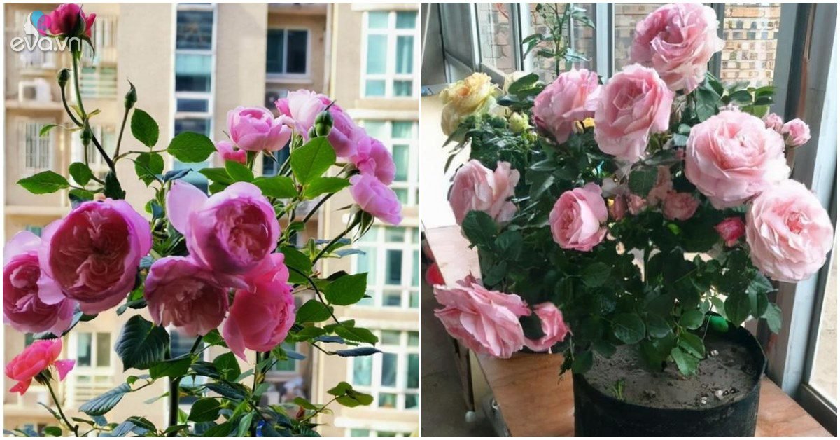 Read more about the article Hoa hồng trồng chậu ngày một cỗi, chỉ cần một mẹo nhỏ rễ khỏe như vâm, nụ nở đẹp