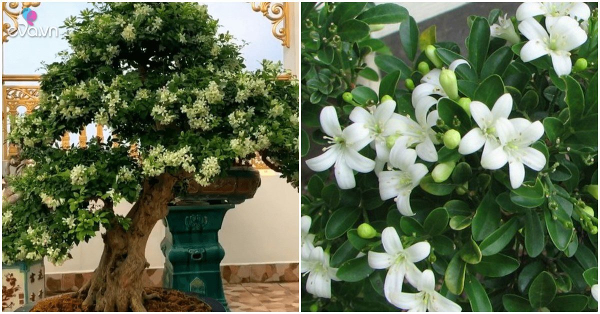 Read more about the article Trồng một cây hoa “nước hoa” tại nhà, hương thơm tràn ngập, không phải chăm nhiều
