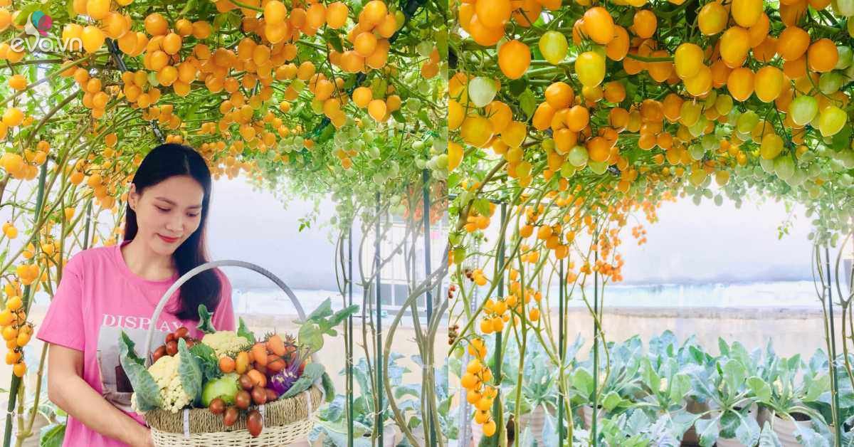 Read more about the article Mẹ đảm Sài Gòn chia sẻ bí quyết trồng cà chua sai trĩu quả, thu hoạch 100kg mỗi vụ