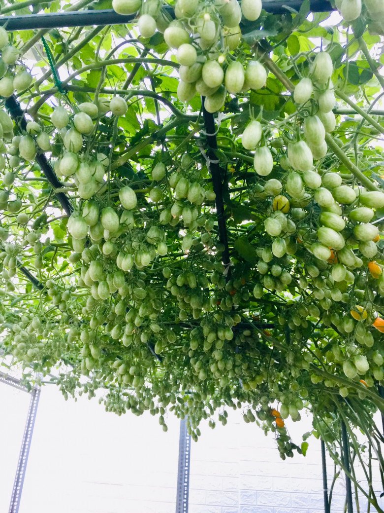 Mẹ đảm Sài Gòn chia sẻ bí quyết trồng cà chua sai trĩu quả, thu hoạch 100kg mỗi vụ - 8