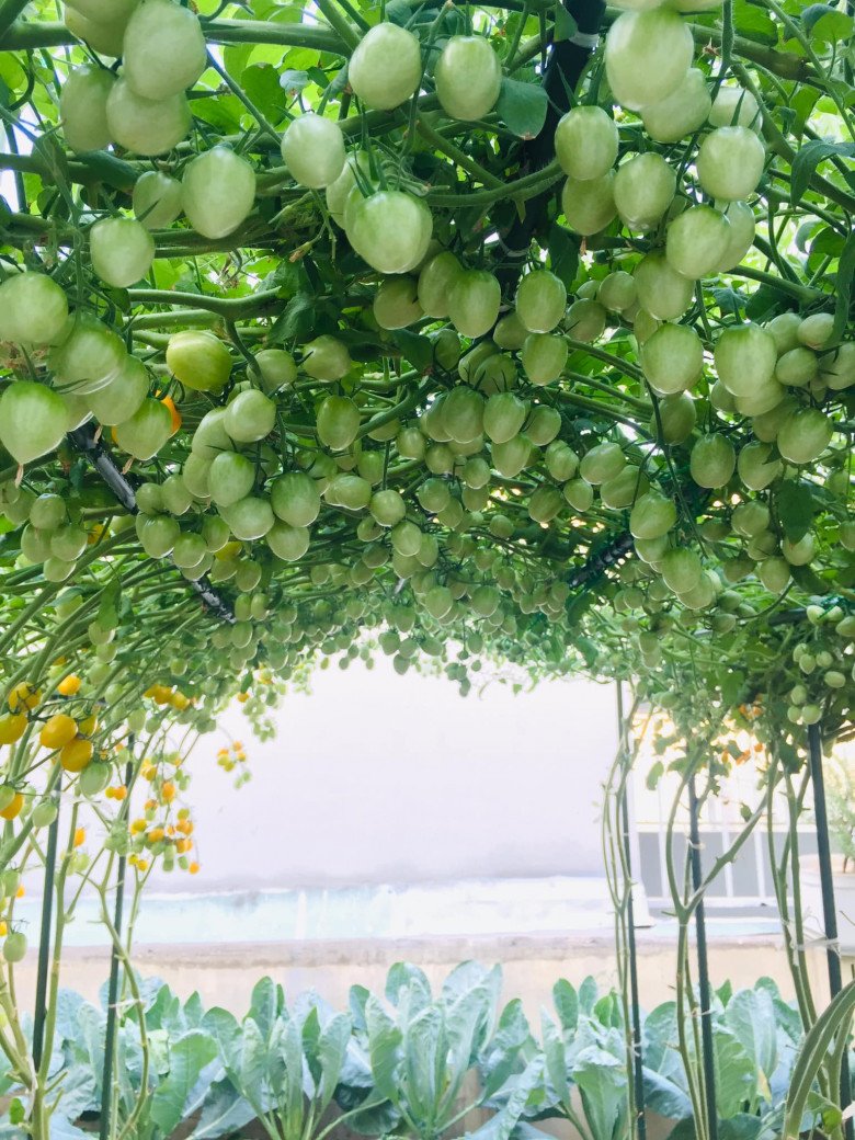 Mẹ đảm Sài Gòn chia sẻ bí quyết trồng cà chua sai trĩu quả, thu hoạch 100kg mỗi vụ - 6