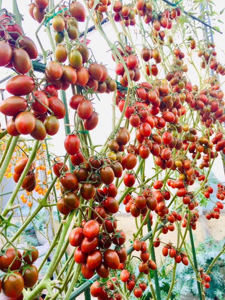 Mẹ đảm Sài Gòn chia sẻ bí quyết trồng cà chua sai trĩu quả, thu hoạch 100kg mỗi vụ - 11