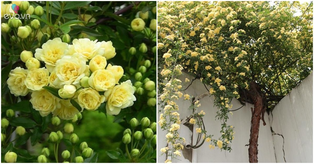 Read more about the article Loại hoa hồng này thích hợp trồng ban công nhất, một bông có thể tỏa hương khắp nhà