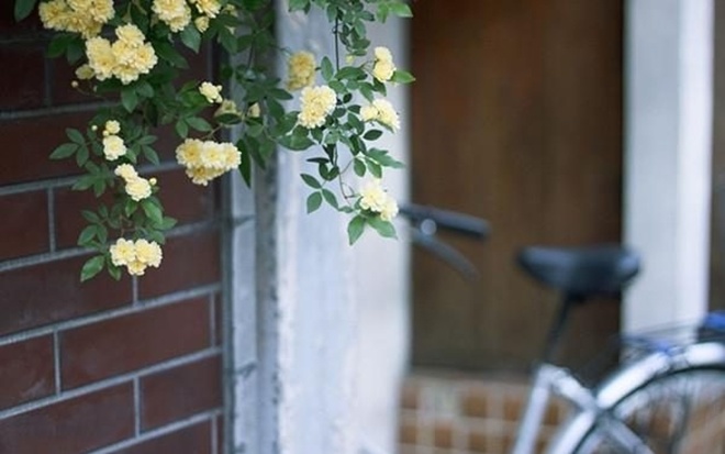 Loại hoa hồng này thích hợp trồng ban công nhất, một bông có thể tỏa hương khắp nhà - 1