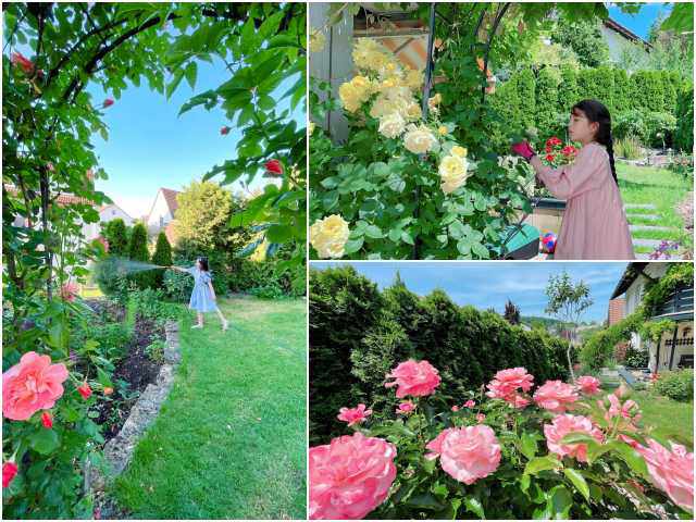 Mẹ Việt trồng đủ loại hoa hồng ở Đức, khu vườn 300m2 đẹp như truyện cổ tích