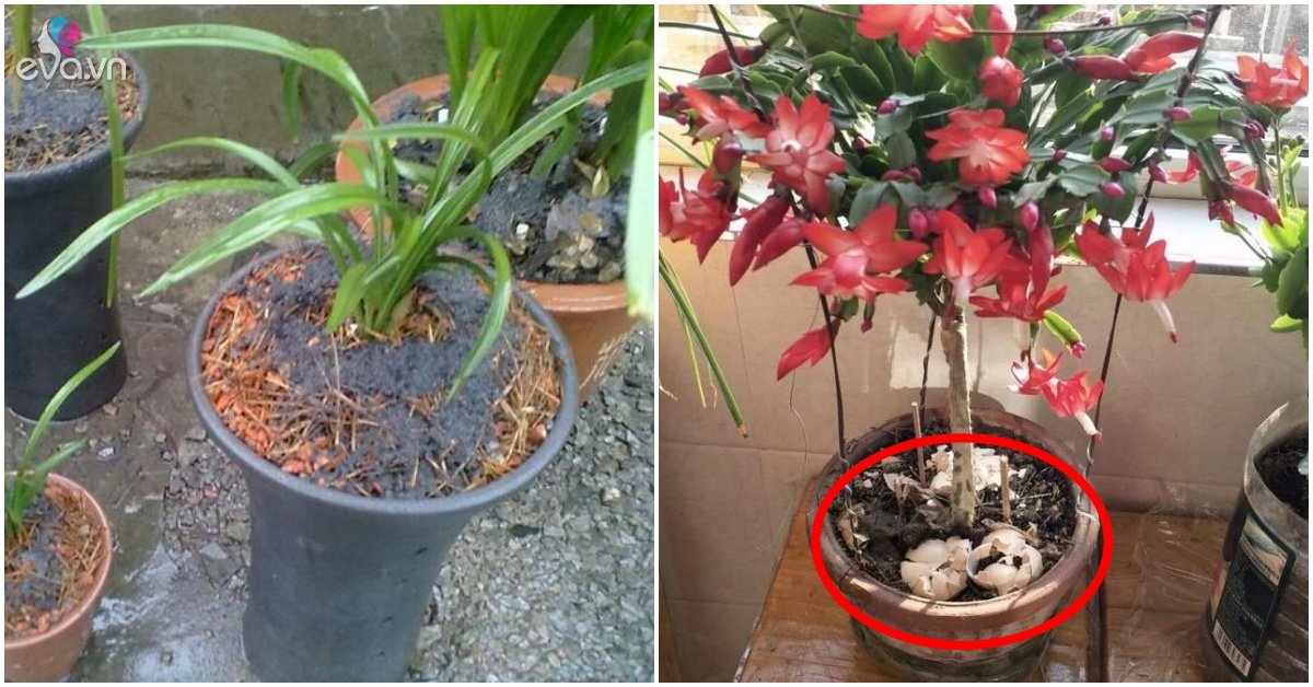 Read more about the article 3 loại “rác” được vò nát tận cùng, đổ một thìa vào chậu nửa tháng sau ra hoa đầy cành