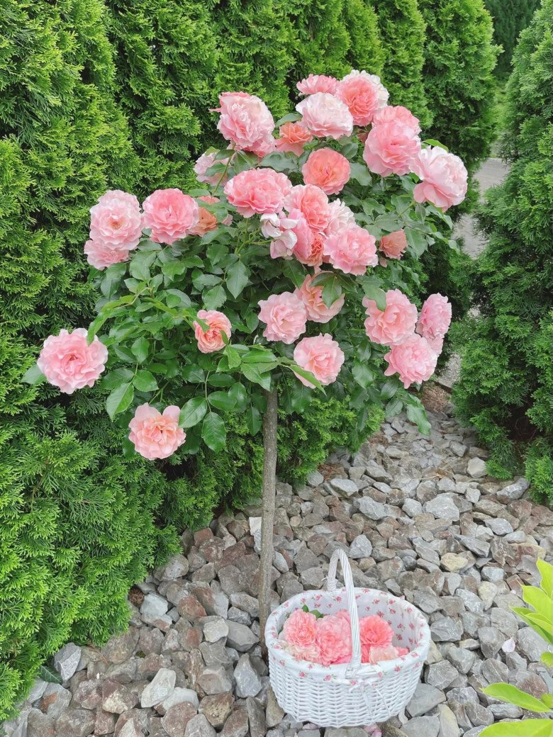 Mẹ Việt trồng đủ loại hoa hồng ở Đức, khu vườn 300m2 đẹp như truyện cổ tích - 10