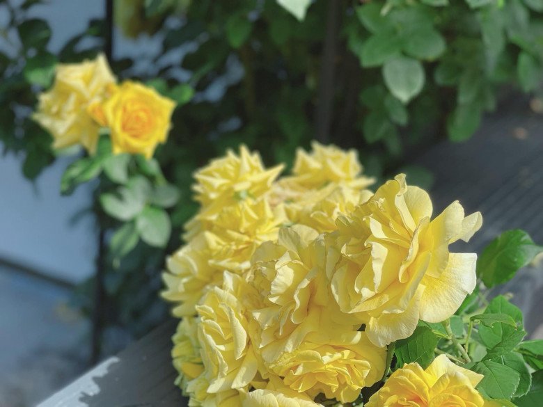 Mẹ Việt trồng đủ loại hoa hồng ở Đức, khu vườn 300m2 đẹp như truyện cổ tích - 11