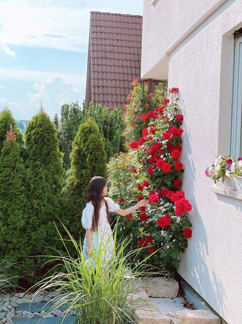 Mẹ Việt trồng đủ loại hoa hồng ở Đức, khu vườn 300m2 đẹp như truyện cổ tích - 7