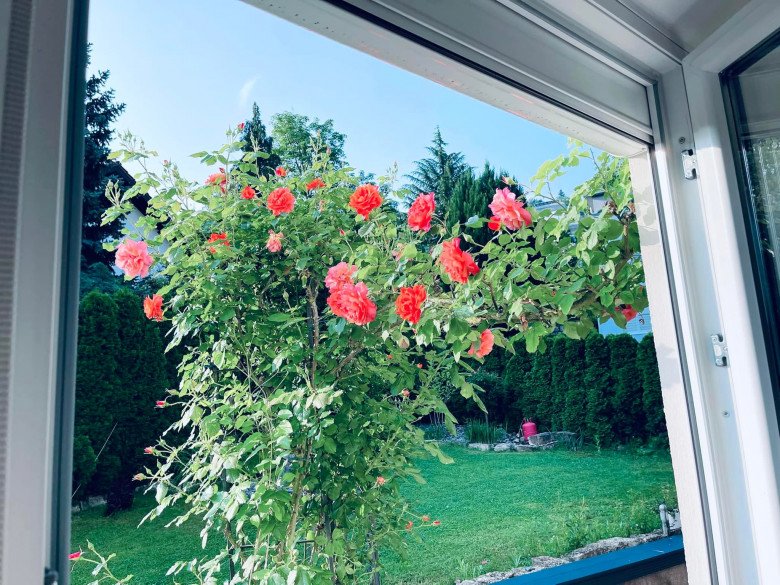 Mẹ Việt trồng đủ loại hoa hồng ở Đức, khu vườn 300m2 đẹp như truyện cổ tích - 12
