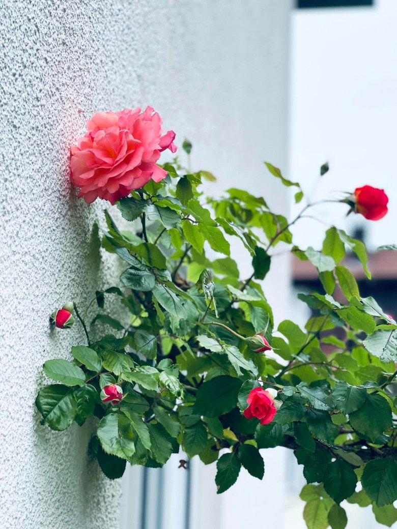 Mẹ Việt trồng đủ loại hoa hồng ở Đức, khu vườn 300m2 đẹp như truyện cổ tích - 9