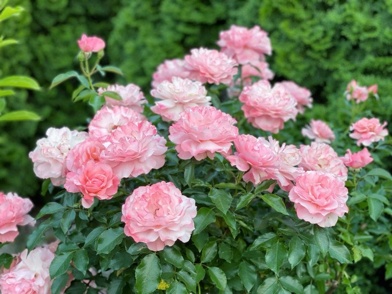 Mẹ Việt trồng đủ loại hoa hồng ở Đức, khu vườn 300m2 đẹp như truyện cổ tích - 13
