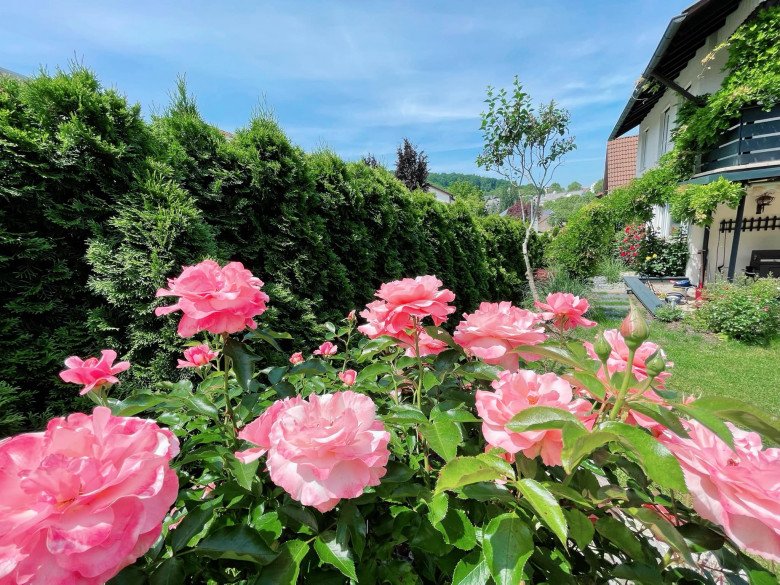 Mẹ Việt trồng đủ loại hoa hồng ở Đức, khu vườn 300m2 đẹp như truyện cổ tích - 1