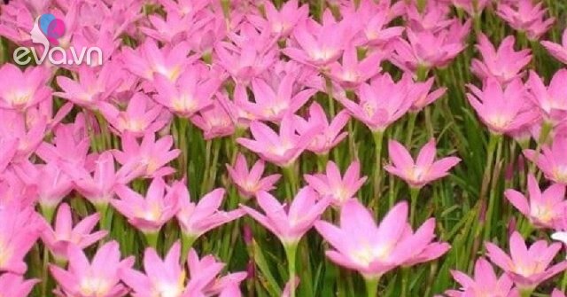 Ý nghĩa các màu hoa Thủy Tiên và cách trồng giúp hoa nở đẹp rực rỡ