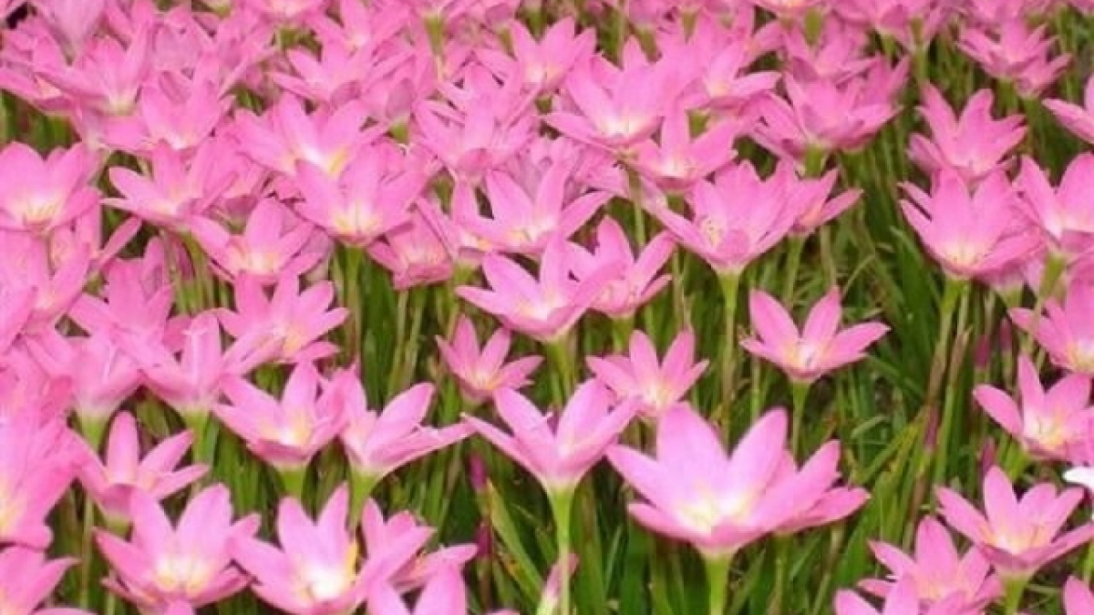 Bộ sưu tập hình ảnh hoa thủy tiên cực chất, gồm hơn 999+ hình ảnh hoa ...