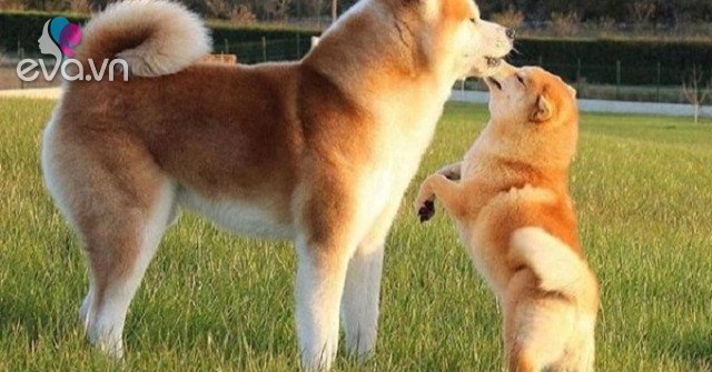 Chó Shiba: Đặc điểm, tính cách và giá bán hiện nay