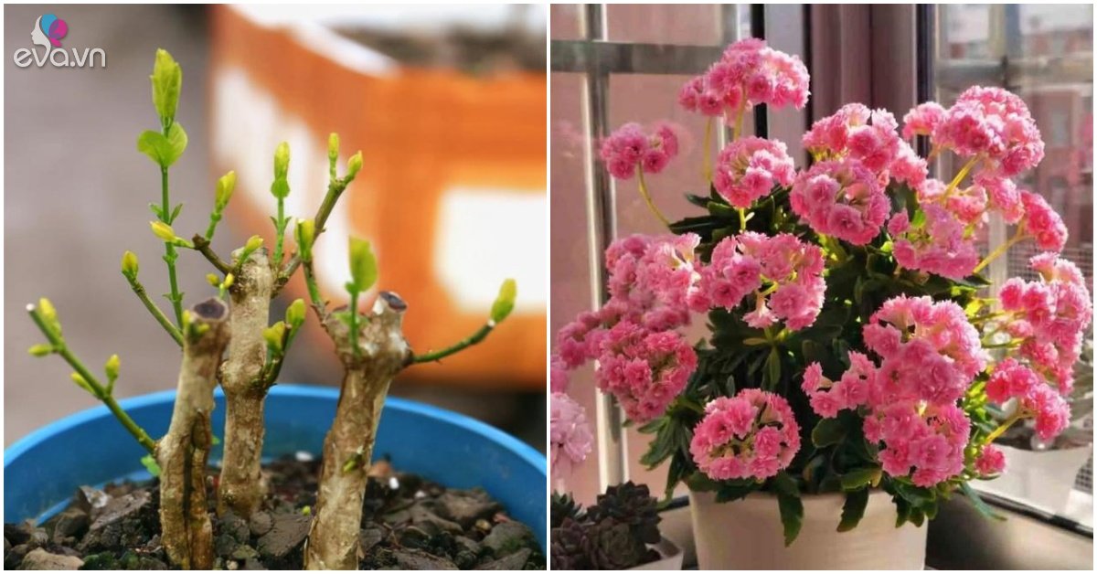 Read more about the article Loại hoa này nên ngắt cành vào mùa xuân, càng mạnh tay hoa càng bùng nổ, nở tung