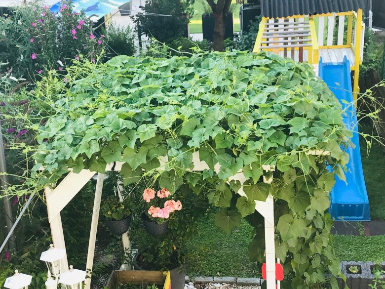 Mẹ Việt trồng su su ở Đức: Giàn leo chưa đầy 3m2 cho hơn 200 quả mỗi vụ - 9