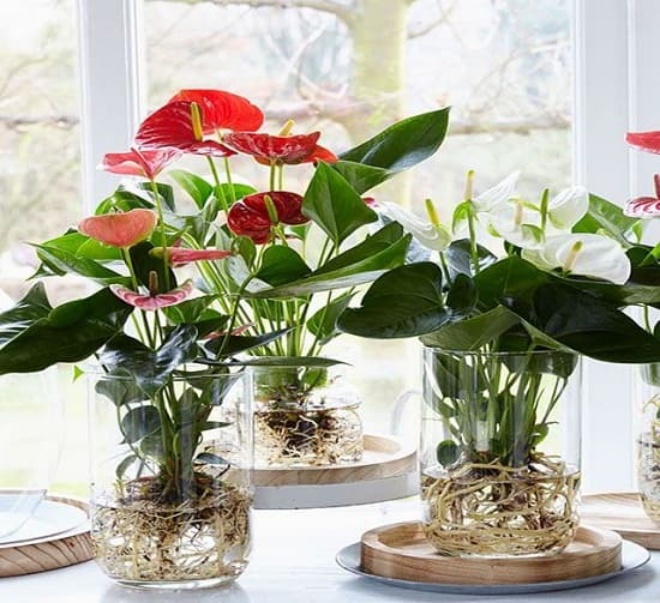 Có 3 loại hoa ở nhà bạn nhớ xịt nước thường xuyên, càng xịt nhiều lá càng tươi - 5