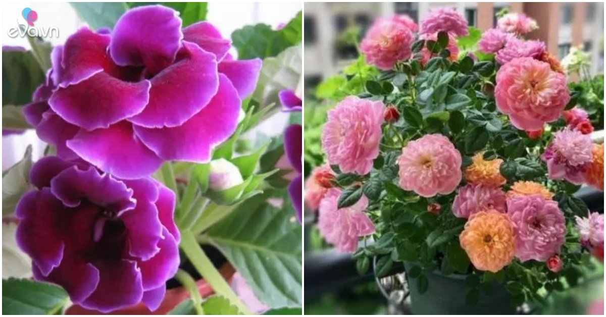 Read more about the article Chỉ cần giữ lại 3 loại hoa này trên ban công, trồng 1 lần nở rộ 365 ngày trong năm