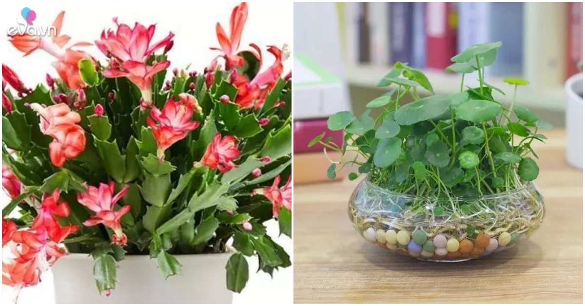 Read more about the article Có 3 loại hoa ở nhà bạn nhớ xịt nước thường xuyên, càng xịt nhiều lá càng tươi