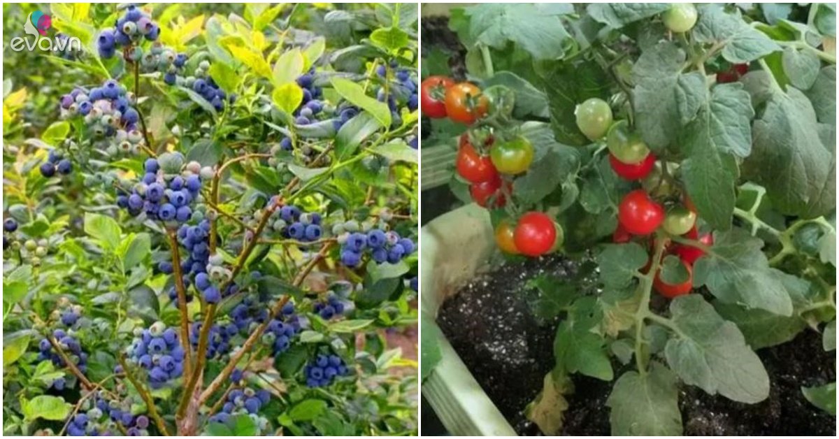 Read more about the article Trên ban công trồng 3 loại cây ăn quả đẹp mắt này, cho quả tươi ăn lúc nào không hay