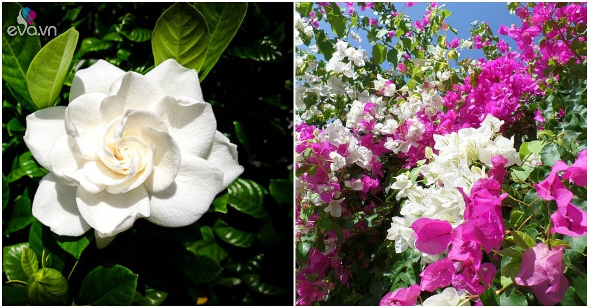 Read more about the article Trồng cây cảnh trên sân thượng hãy chọn 6 “nhà máy sản xuất hoa” không sợ nắng này