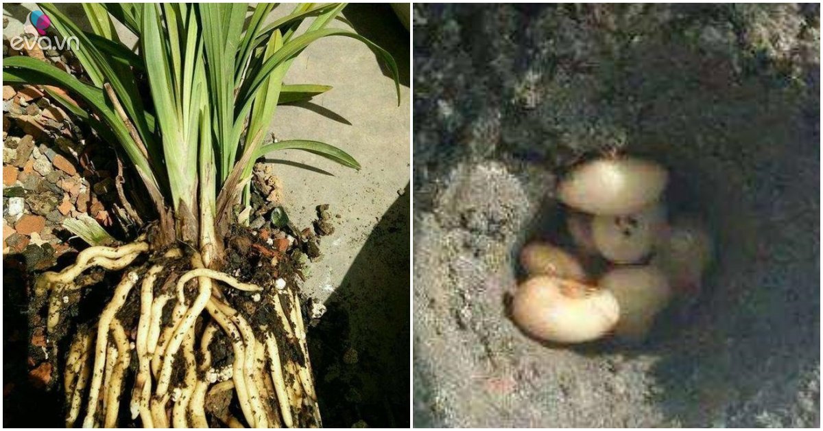 Read more about the article Dưới lọ hoa chôn theo một nắm đậu, bộ rễ mọc tung, quấn thành ổ như trứng gà