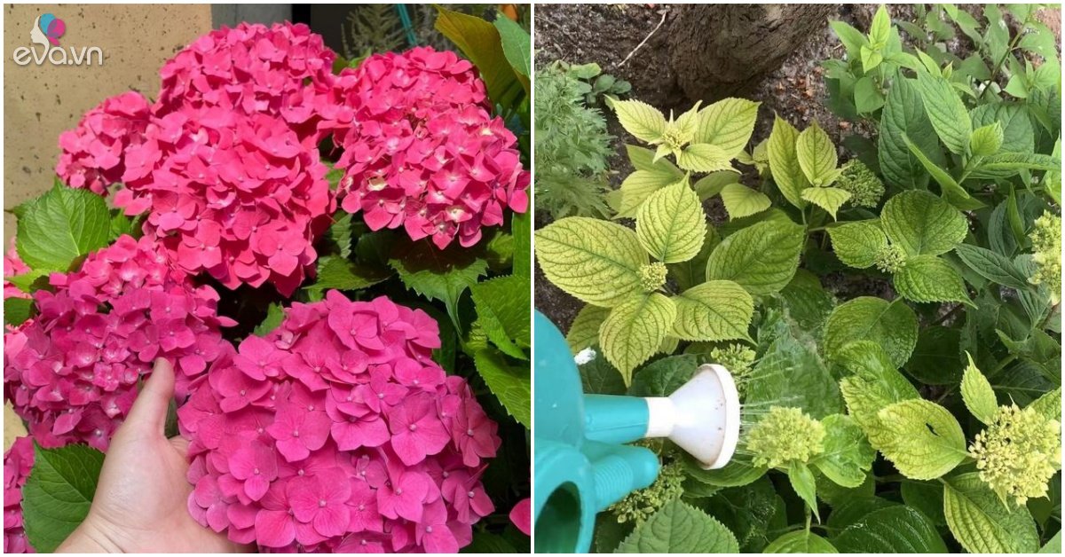 Read more about the article 3 loại hoa được gọi là “hũ giấm”, tưới nửa chén lá không vàng, hoa nở tung
