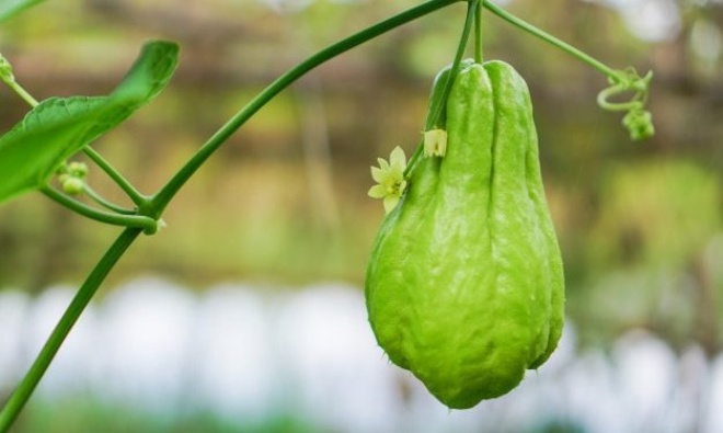 3 loại rau này hợp “người lười”, trồng một lần ăn chục năm, ra tới 600 quả - 3